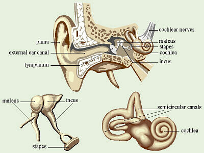 Ear