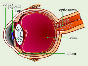 Eye