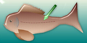 Fish with lateral line