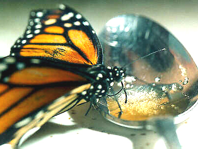 Monarch drinking sugar water