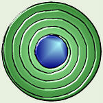 Cross-Section of Schwann Cell