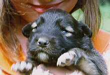 puppy