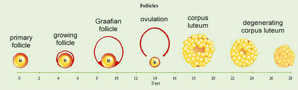 Follicle Maturity