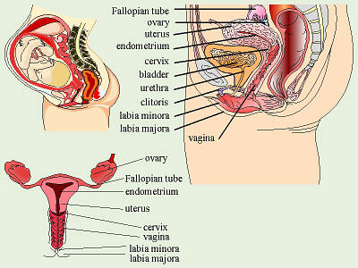 Female Reproductive System