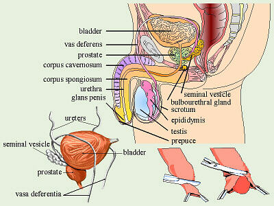 Male Reproductive System