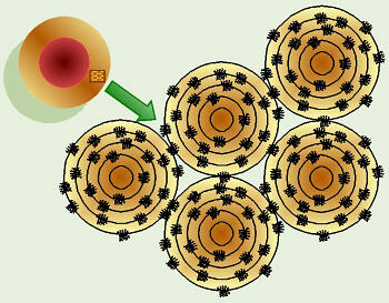 Bone Cross Section