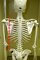 Male Ribs