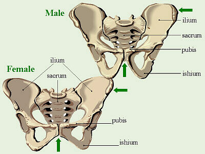 Hip Bones
