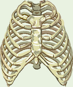 ribs