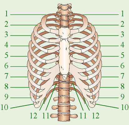 Ribs