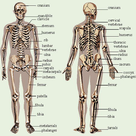 Skeleton