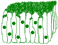 Pseudostratified Ciliated Columnar Cells