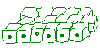 Simple Cuboid Cells