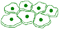 Simple Squamous Cells