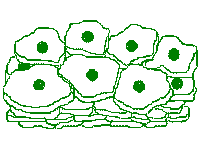 Stratified Squamous Cells