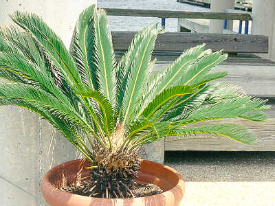 Cycad