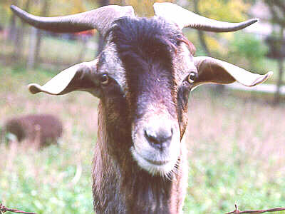 Billy Goat