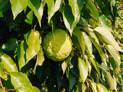 osage orange tree