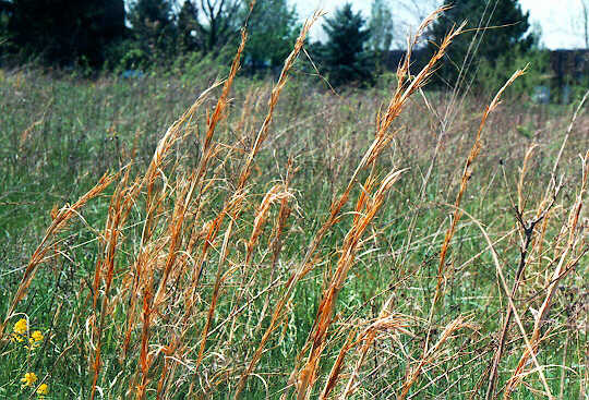 Broomsedge